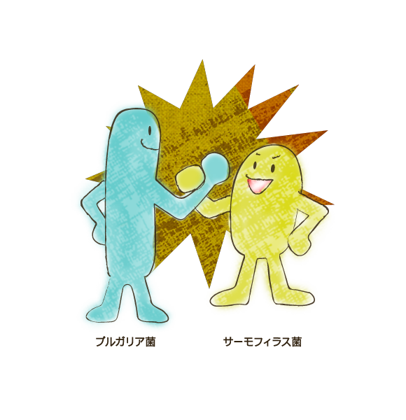 ブルガリア菌 サーモフィラス菌