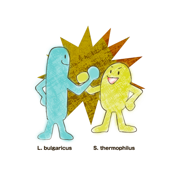 L.bulgaricus S.thermophilus